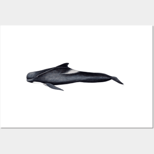 Long-finned pilot whale Posters and Art